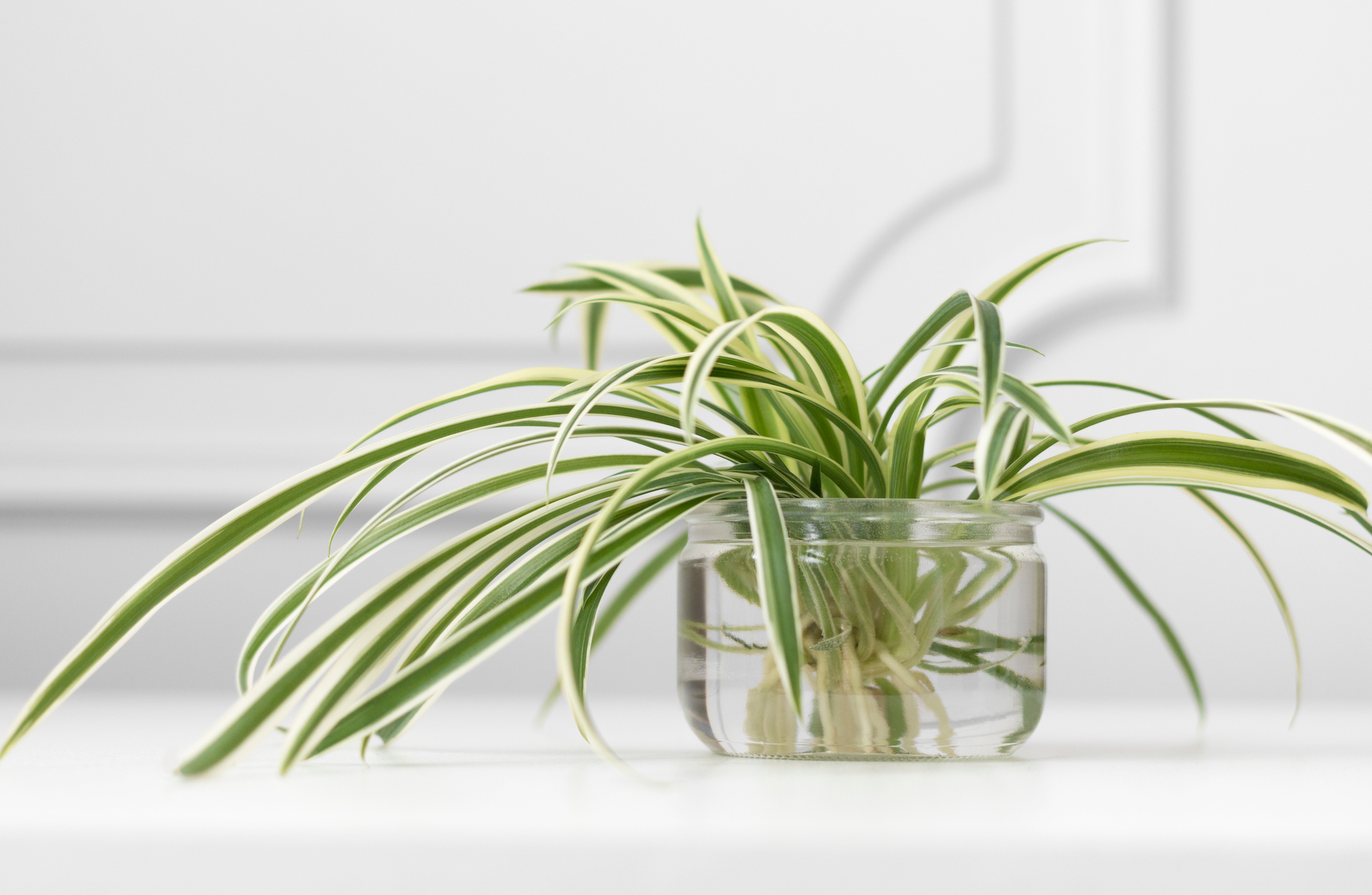 Spider plant growing in water